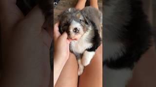 Bernedoodle Puppy bernedoodle puppy puppies dog dogs funny cute shorts reels lifestyle [upl. by Irrehc]