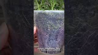 How to propagate verbena bonariensis [upl. by Atkins]