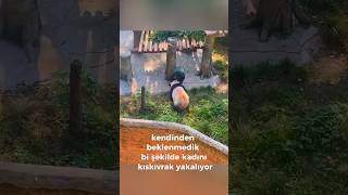 Panda birden ayı olduğunu hatırlıyor cinsini sevdiğim cinsine çeker [upl. by Eicyac]