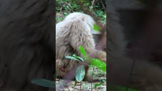 OMG New Baby Pileated Gibbon🎉🎉🎉Laly កូនទោចម្កុជanimals piseygibbon vilog [upl. by Fidelio]