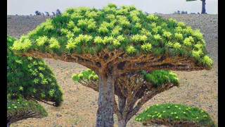 Socotra Island The Most BeautifulMysterious or AlienLooking Place on Earth [upl. by Harmonia]