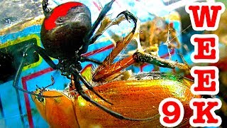 Deadly Redback Spiders Giant Beetle Bug Battle Week 9 [upl. by Nawor]