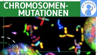 Chromosomenmutationen  Begriff Deletion Duplikation Inversion Insertion amp Translokation erklärt [upl. by Aiahc]