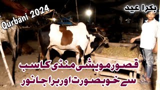 Bakra mandi KasurBakra Eid asur Bakra mandi2024 ki Qurbani ka liay Janwer Kasur Bakra mandi [upl. by Vergos]