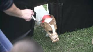 Jack Russell Hurdle Race  2015 Incredible Dog Challenge National Finals Gray Summit MO [upl. by Adaner]