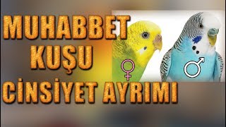 Muhabbet Kuşu Cinsiyeti Nasıl Anlaşılır [upl. by Itraa]