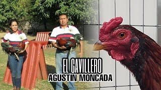 El Gavillero  Agustín Moncada [upl. by Phelips]