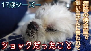 【病院の待合室で飼い主さんに言われてショックだったこと】17歳シーズー。大きなことではありません。諸々悪気がないのは分かっているけど、頑張っているリンを思うとショックでした。 [upl. by Kensell]