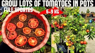 How To Grow Tomatoes At Home SEED TO HARVEST [upl. by Mathre992]