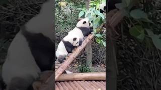 11 Adorable Panda adorablepanda panda 熊猫 [upl. by Yssirc935]