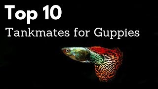 Top 10 Tankmates for Guppies Poecilia reticulata Million Fish [upl. by Fredette583]