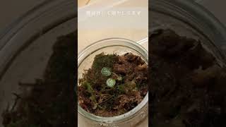 Vlogユキノシタ（Saxifraga stolonifera）成長記録 [upl. by Ahsaela586]