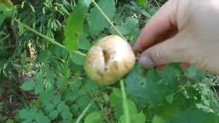 Oak Gall ナラメリンゴフシ（虫こぶ：寄主植物ミズナラ） [upl. by Cas]