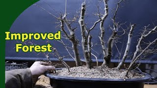 Improving a Zelkova Bonsai Forest Adding trees amp repotting [upl. by Cuhp439]