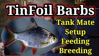 Tinfoil Barb Fish  Tinfoil Barb Tank Mates Breeding Feeding Tank Setup  Complete Guide fish [upl. by Hcelemile]