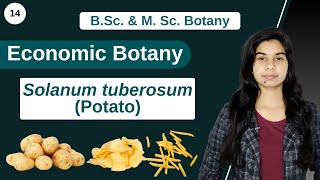 Economic Botany  Solanum tuberosum Potato  B Sc amp M Sc [upl. by Ssenav870]