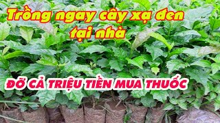 Cây Xạ Đen Hòa Bình Hỗ Trợ Điều Trị U Bướu Ung Thư Thanh Nhiệt Giải Độc  0764 456 123 [upl. by Baptlsta]