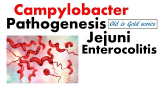 Campylobacter pathogenesis  Jejuni and enterocolitis [upl. by Rhona]