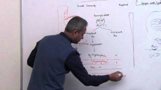 Immunology Neutrophil Lecture 3 Part 6 [upl. by Horatio]