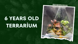 How I fixed a 6 year old terrarium😍🌿🌳 [upl. by Fishback]