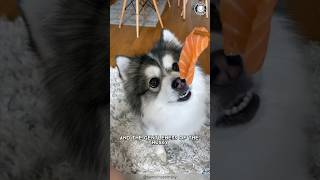 5 Reasons to get a pomsky 🐶❤️ dogsoftiktok petsoftiktok pomsky fyp [upl. by Marrin55]