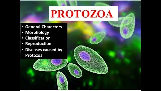 Introduction to Protozoa General CharactersMorphology and Classification [upl. by Amitie]