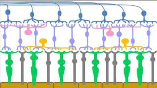 Retinal Cells amp Layers  Part 1 of a Patients Description of the Retina [upl. by Zerimar]