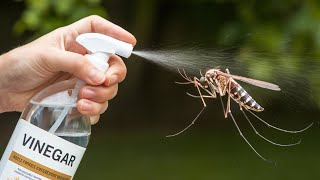 DIY Mosquito Spray Turn Vinegar into a MosquitoBusting Tool [upl. by Waylon554]