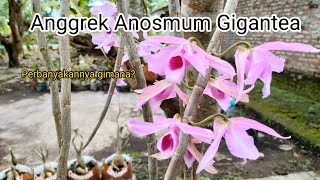 Cara Memperbanyak Anggrek Anosmum Gigantea How to propagate the Anosmum gigantea Orchid [upl. by Illah154]