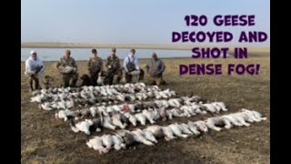 A Fog hunt is your friend We shot 120 Snow Geese in dense fog in under 45 minutes Crazy Video [upl. by Meibers]