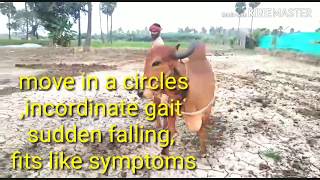 HOW VET SAVED CIRCLING COW surra treated and saved lifetrypanosomiasis [upl. by Eenahs409]