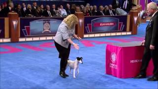 AKC Eukanuba World Challenge 2013  Pre Judging [upl. by Eronaele]