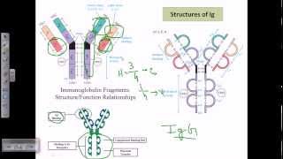 Antibody structure [upl. by Llemej]