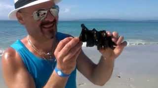 Port Jackson Shark Eggs at Callala Beach Jervis Bay [upl. by Zeni597]