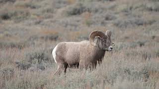 8K Stock Video  Big Horn Sheep Ram walking through the brush in a field in Wyoming [upl. by Archer]