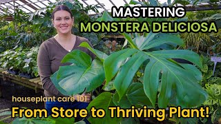 How To Shop amp Care For MONSTERA DELICIOSA  Plant Care Light Repot Soil Water Houseplant Care 101 [upl. by Livingston]