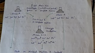 Bacterial Conjugation [upl. by Chloris]