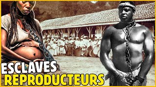 SECRETS RÉVÉLÉS DES ESCLAVES REPRODUCTEURS AFRICAINS [upl. by Xantha]