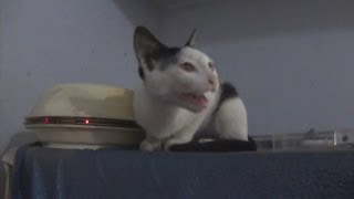 Kitten Meowing Loud and Non Stop [upl. by Fabrianna]