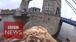 Eagle video reveals stunning views of London from above  BBC News [upl. by Studner]