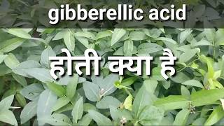 जिब्रेअलिक एसिड हॉर्मोन के बारे में संपूर्ण जानकारी ।Gibberellic acid plants compelet information [upl. by Sheree]