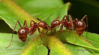 Bodyguard Ants feeding on Extrafloral Nectaries of a Plant [upl. by Sedgewinn]