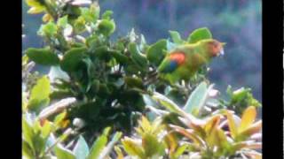 endemic and threatened parrots from colombia [upl. by Stralka]