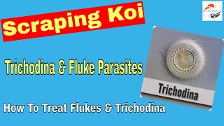 Scraping Koi Finding Trichodina and Fluke Parasites  How To Treat Flukes amp Trichodina [upl. by Flor]