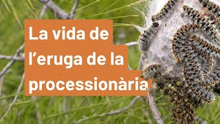 Què és leruga de la processionària del pi [upl. by Ataga]