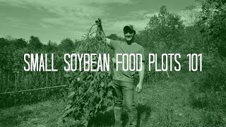 Food Plots 101  Small Soybean Food Plots [upl. by Amalle]