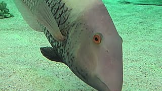 イロブダイ Bicolor parrotfish Cetoscarus ocellatus [upl. by Ainotal138]