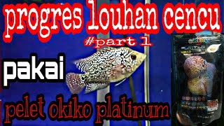 progres louhan cencu atau srd pakai pelet okiko part1 minggu 1 [upl. by Enotna]