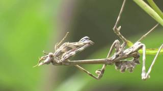 Conehead mantis Empusa Pennata [upl. by Cyb]