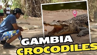 Exploring Gambias national parks Crocodile Pool [upl. by Tadich990]